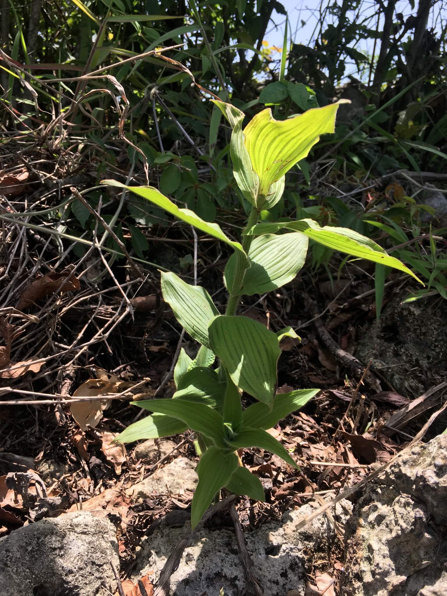 Cypripedium irapeanum
